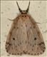 2035 Round-Winged Muslin